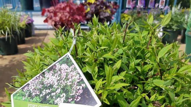 Yuki Cherry Blossom® Dwarf Deutzia смотреть онлайн