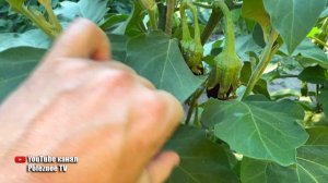 Кусты ломятся от урожая баклажан! Придерживаюсь этих золотых правил выращивания баклажан