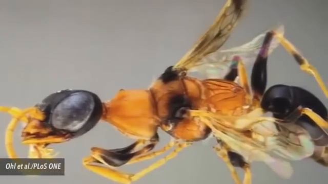 10 КРУТЫХ ВИДОВ ЖИВОТНЫХ 2015 года смотреть онлайн