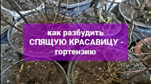 Как разбудить спящую красавицу - крупнолистную гортензию.