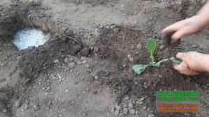 Посадка поздней капусты Валентина в грунт