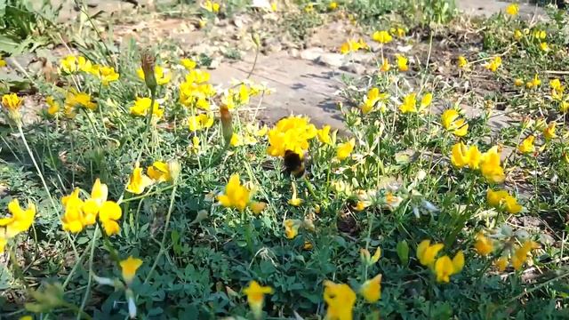 Шмель)) смотреть онлайн