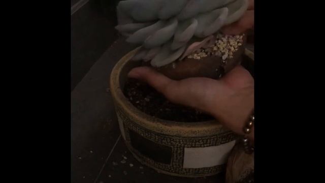 Succulent farina hacks! смотреть онлайн