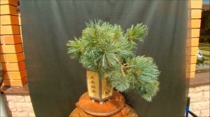 2020 лето Бонсай сосна приземистая сизая кедровый стланник Draijer's dwarf каскад