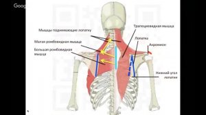 Почему болит плечо?