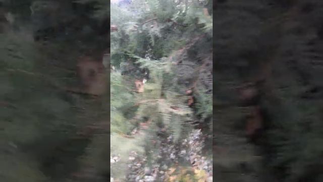 136. Собираю семена туи обыкновенной. смотреть онлайн