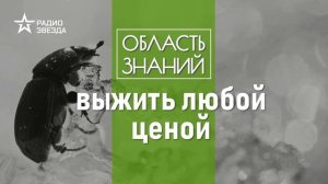 Жизнь на грани возможного. Невероятные способности насекомых. Лекции зоолога Ильи Гомыранова