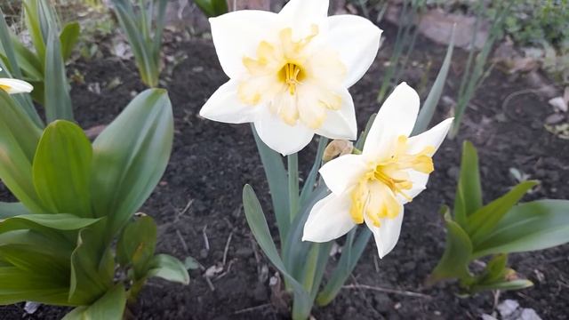 #SpringFlowers #ВесенниеЦветы #daffodil #нарцисс/ Весенние Цветы. Spring Flowers. Нарцисс. Daffodil