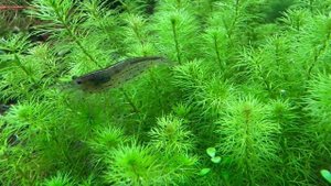 Аквариум травник, год спустя.