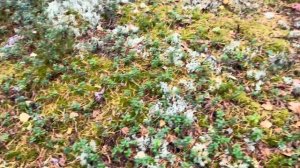 Воздуха НАБРАЛИ?! Это НЕ ЗАКОНЧИТСЯ НИКОГДА! Белые Грибы В ВОЛШЕБНОМ Бору! СКАЗОЧНАЯ КАРЕЛИЯ 2023