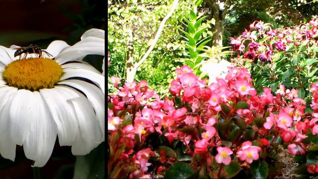 fleurs en mai смотреть онлайн