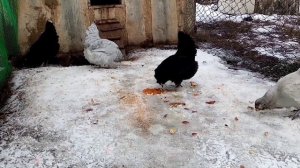 Курочки Амераукана на прогулке!!!! Куры несущие пасхальные яйца!!!