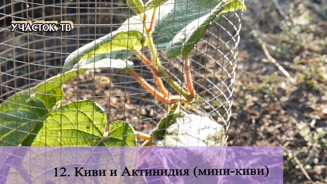 ТОП 30 Лучших Растений в Осеннем Саду - САМЫЕ КРАСИВЫЕ РАСТЕНИЯ ОСЕНИ - Яркие Растения Осени смотреть онлайн