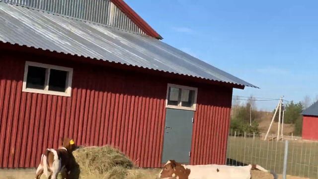 Айрширские телята в СХП Катумы смотреть онлайн