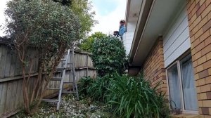 Overgrown garden makeover - Backyard transformation time lapse