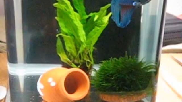 Betta splendens Blue playing with Microsorium смотреть онлайн