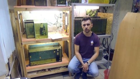 Куда и кому сдавать аквариумных рыбок со своей рыборазводни, 3 основных канала!