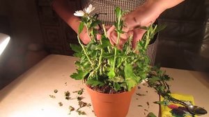 как  спасти цветок из магазина