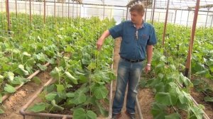 Пасынки, завязи огурцов. Подкручивание огурца на нить, шпагат