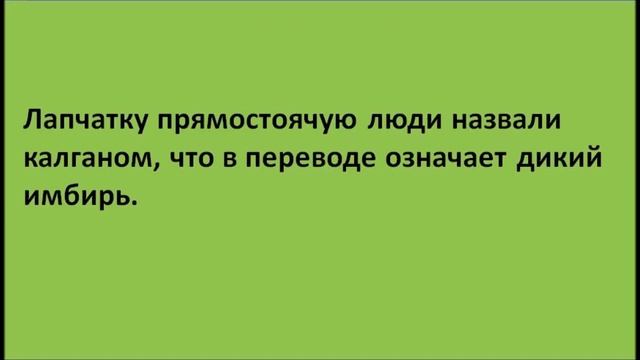 Легенда о лапчатке прямостоячей