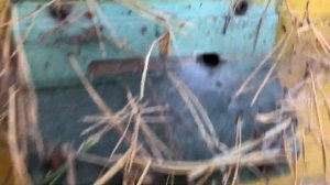 ОСЕННЯЯ МУХА БОЛЬНЕЕ КУСАЕТ.