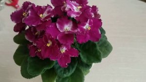 Обзор фиалки Optimara millennia