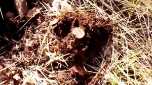 Коп с китайским MD 9020c