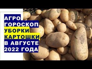 Агрогороскоп уборки урожая картошки в августе 2022 года