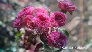 Краткий обзор розы  Канди Рококо (Спрей) -  Candy Rokoko (Evers Германия, 2016)