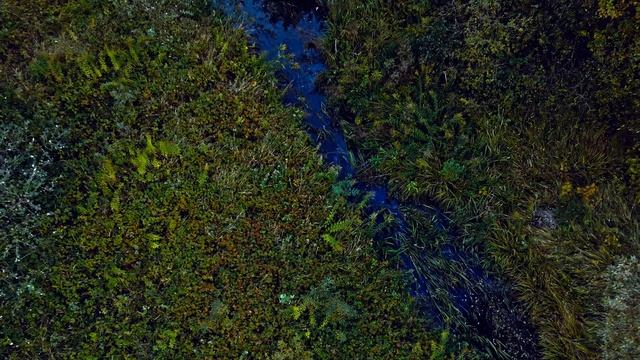 Herbstwald 4к (Осенний лес 4к) смотреть онлайн