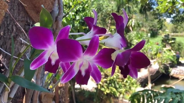 Тропический рай: остров орхидей Dao Hoa Lan в Нячанге. смотреть онлайн