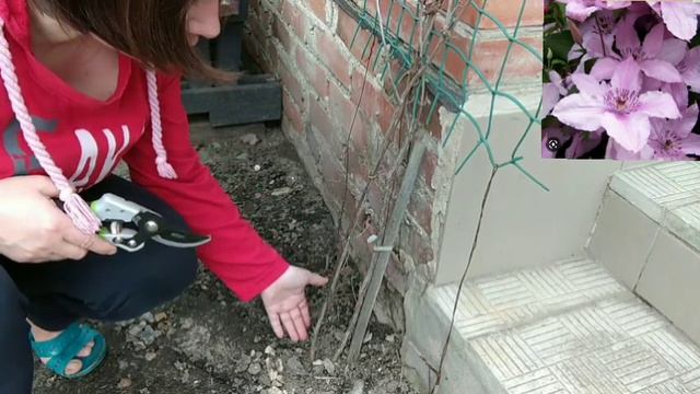 ОБРІЗКА КЛЕМАТИСІВ РАМОНА, ХЕГЛІ ХАЙБРІД.