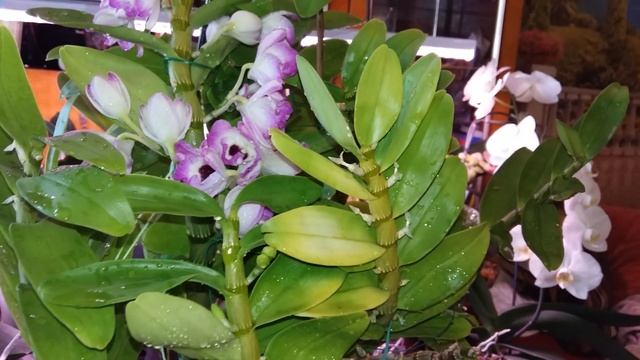 Лёгкие в уходе ОРХИДЕИ. Растут - цветут без бубнов. смотреть онлайн