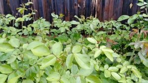 Роза плетистая по горизонтали.Часть  первая.