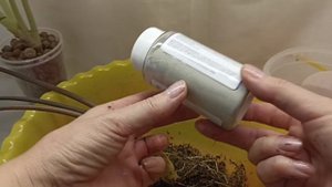 Перевожу взрослую домашнюю алоказию на гидропонику