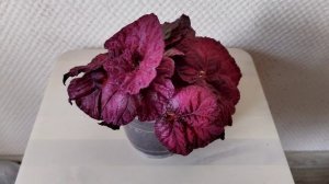 Мои красавицы бегонии декоративно-лиственные (Begonia)