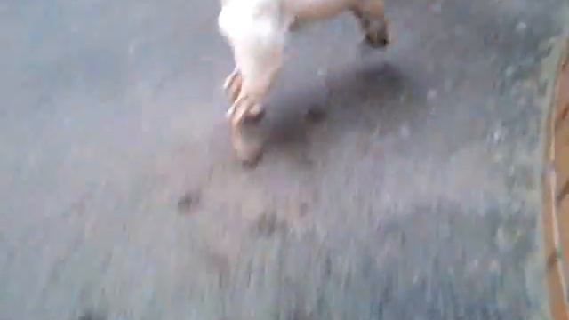 Больной Пёс смотреть онлайн