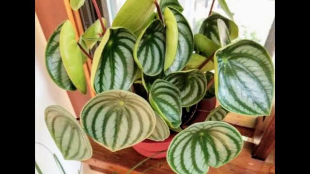 Watermelon Plant - Peperomia Watermelon Info, Propagation, Care and Toxicity смотреть онлайн