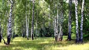 Костромская область. Город МАНТУРОВО