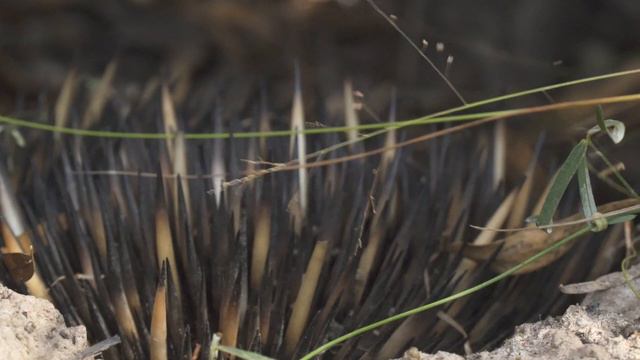 4 ICONIC AUSTRALIAN ANIMALS! ft. Monitor Lizard, Koala, Echidna & Coral Snake смотреть онлайн