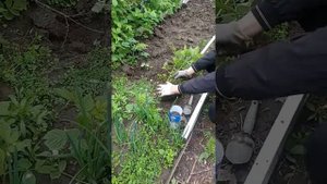 Пересадка молодых порослей малины весной