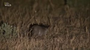 Nat Geo Wild: Смертоносная Африка. Калахари \ 2018