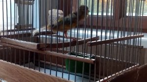 Канарейка поёт под Музыку. Russian canary