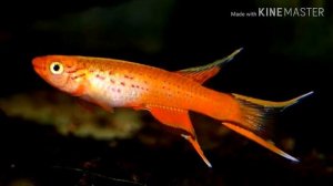 АФИОСЕМИОН ЮЖНЫЙ(ОБЗОР)