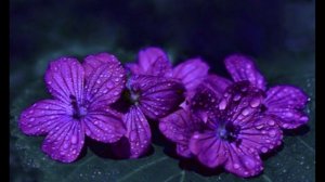 Будите, зовите, ищите