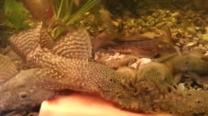 как содержать анцитрусов, Ancistrus, Zucht Aquarienfische, pesci d'acquario, les poissons d'aquariu