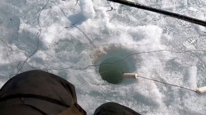 ПЛОТВА КАК СЕЛЁДКА..! Рыбалка на Косынки-Раскладушки!