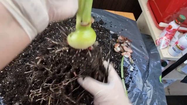 поражение луковицы стагоноспорозом и клещем смотреть онлайн