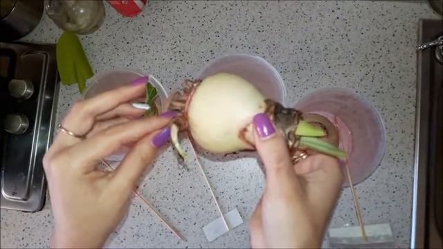 Амариллисы 06. Покупка новых луковиц. Что делать? смотреть онлайн