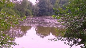 Челюскинская. Пруд "Шоколадка".